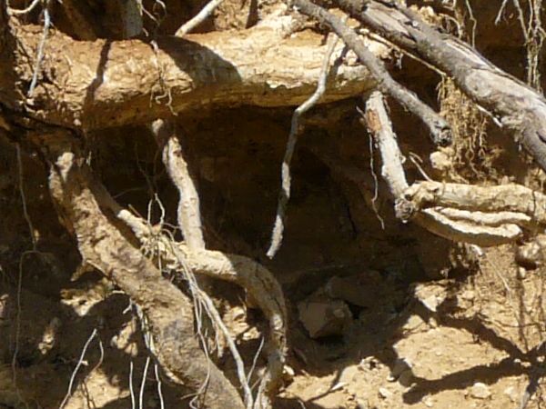 Texture of roots protruding from dry, brown dirt, with areas of green plants.